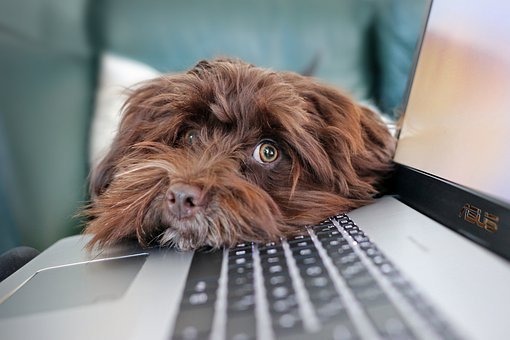 Smutny pes na klavesnici laptopu